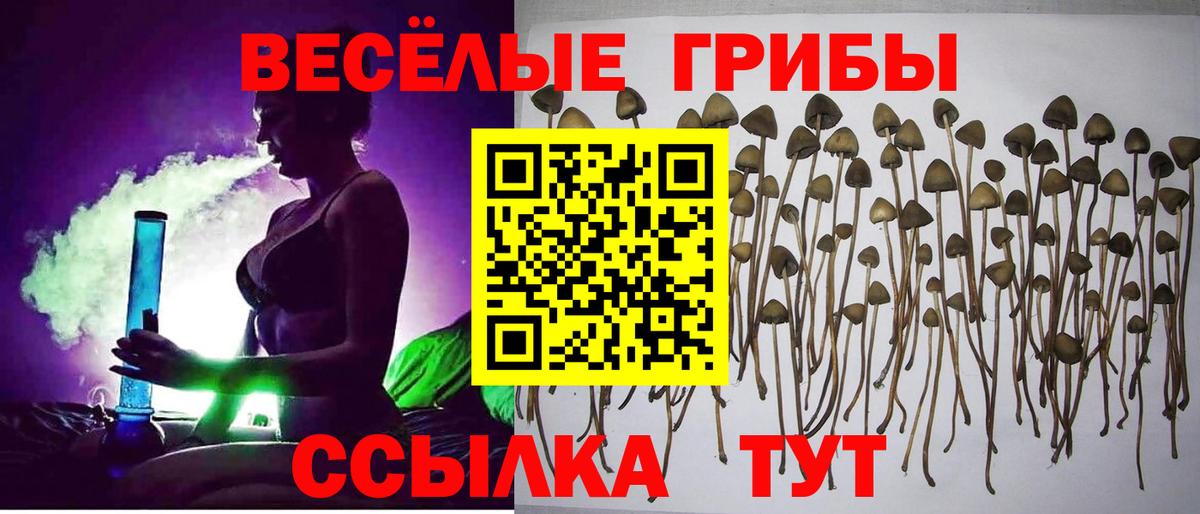 Елизово  Псилоцибиновые грибы MAGIC MUSHROOMS  Псилоцибиновые грибы Cubensis  Вход с VPN 